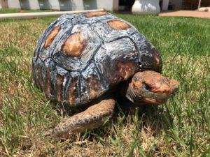 3D_printed_tortoise_shell